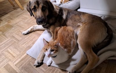 Hund und Katze unter einem Dach: So vermeidest du Konflikte