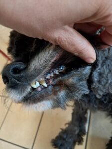 SChlechter Zahnstatus vor der ZahnOP beim Hund