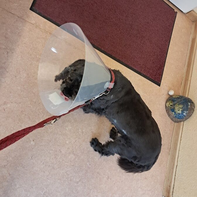 Zahn-OP beim Hund: So bereitest du deinen Vierbeiner optimal vor und unterstützt die Genesung