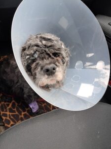 Hund beim Transport von der Tierarztpraxis nach Hause nach einer Zahn-OP