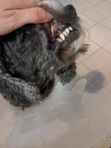 Zustand nach Zahn-OP beim Hund als Vergleich