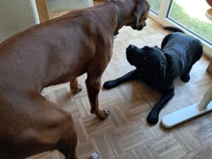 Labrador liegt vor stehendem Rhodesian Ridgeback und fühlt sich in dieser Situation nicht ganz wohl.