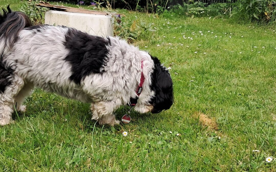 Hunde-Malaria (Babesiose) verstehen: Symptome, Behandlung und Prävention für Hunde in Norddeutschland