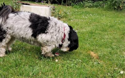 Hunde-Malaria (Babesiose) verstehen: Symptome, Behandlung und Prävention für Hunde in Norddeutschland