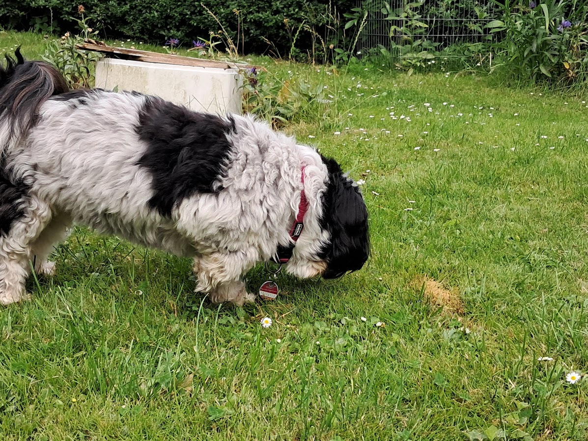 Hund schnüffelt im Gras