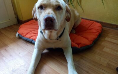 3 Wege, wie du deinem Hund Platz beibringst – gewaltfrei und effektiv