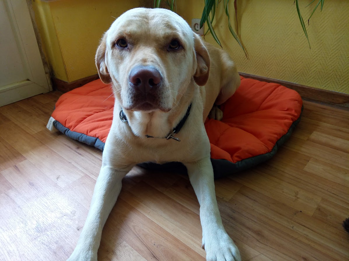 Hund liegt im Platz auf seinem Kissen und schaut in die Kamera