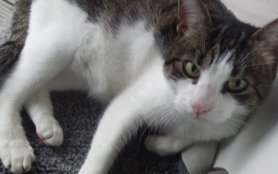 Urlaub mit Katze – Tipps, Risiken & stressfreie Betreuung zu Hause