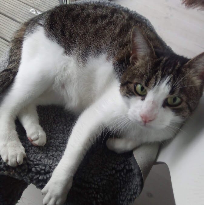 Urlaub mit Katze – Tipps, Risiken & stressfreie Betreuung zu Hause