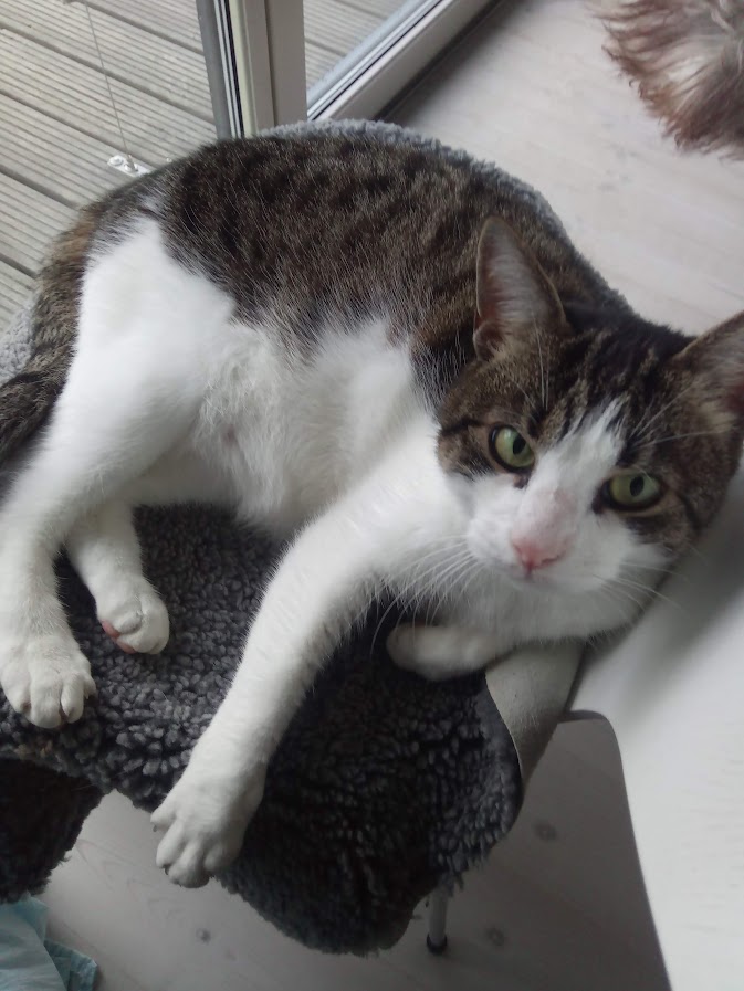 Katze geniesst die Sicherheit von der mobilen Katzenbetreuung auf Fehmarn