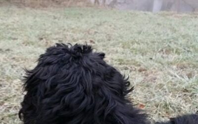 Stress beim Hund – Ursachen, Symptome und was du dagegen tun kannst
