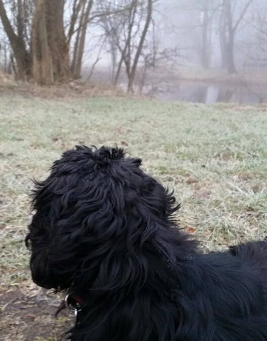 Stress beim Hund – Ursachen, Symptome und was du dagegen tun kannst