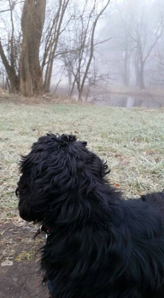 Hund schaut von der Kamera weg in den Nebel