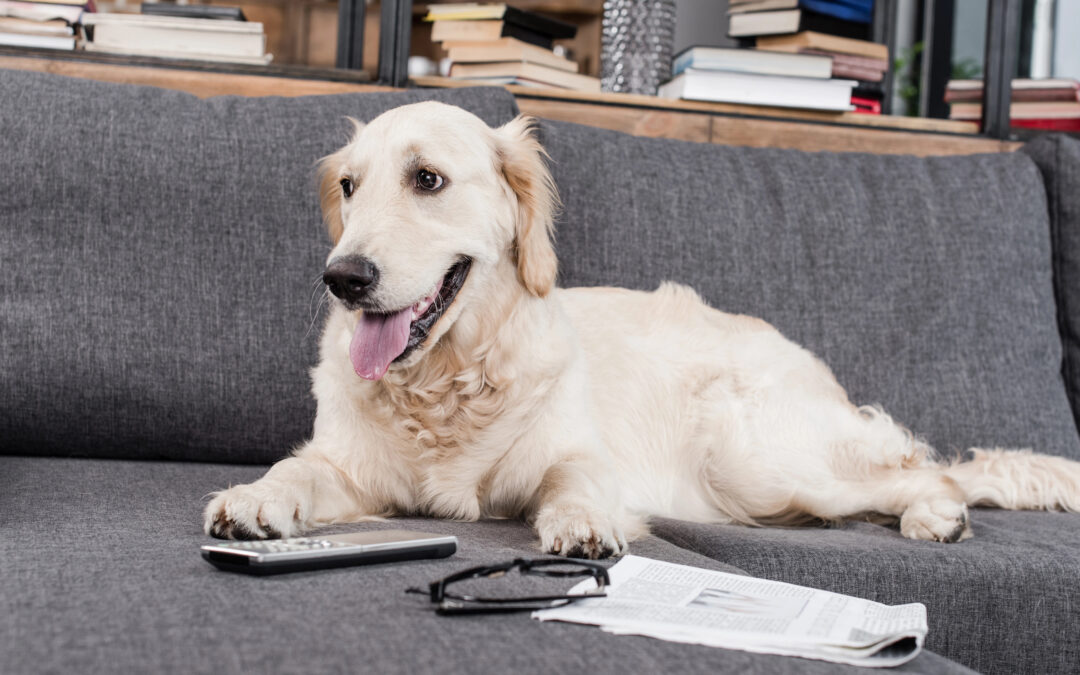 Wie du deinem Hund das Alleinsein beibringst – und warum das so wichtig ist