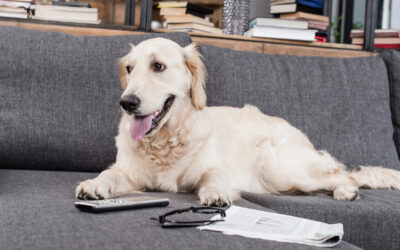 Wie du deinem Hund das Alleinsein beibringst – und warum das so wichtig ist