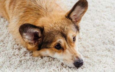 Indoor-Beschäftigungsideen für deinen Hund