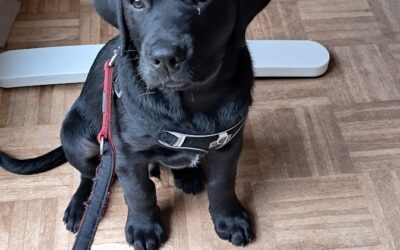 Ab welchem Alter kann ich meinen Hund in eine Hundebetreuung geben?