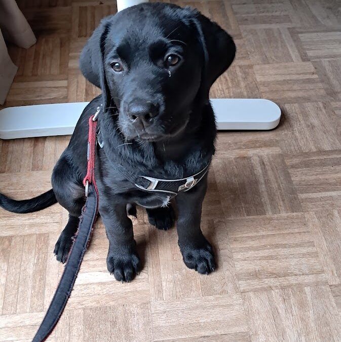 Ab welchem Alter kann ich meinen Hund in eine Hundebetreuung geben?